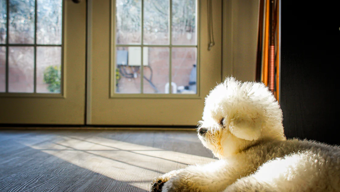 A fluffy white dog dozing in a patch of sunlight by the back door